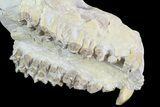 Oreodont (Merycoidodon) Partial Skull - Wyoming #93753-5